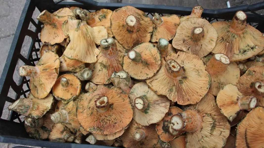 Kumluca’nın Altın Mantarı Kanlıca Yörede Geçim Kapısı Oldu 4